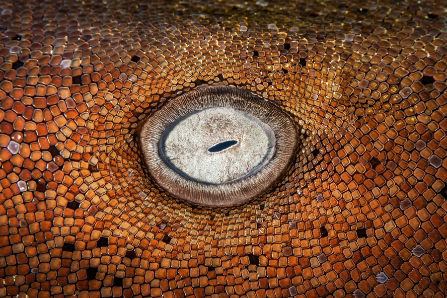 A close-up look at the eye of a nurse shark