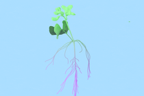 An illustration of a plant with central nervous system like tendrils coming out of the stem.