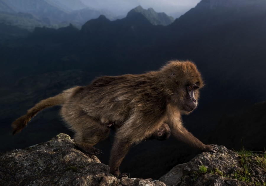 Winners Of Wildlife Photographer Of The Year 2019 The Atlantic