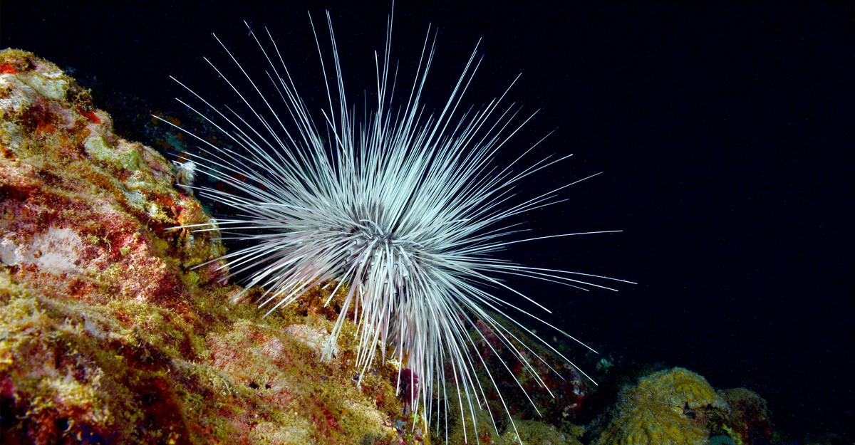 An Army of Sea Urchins Could Help Save Coral Reefs - The Atlantic