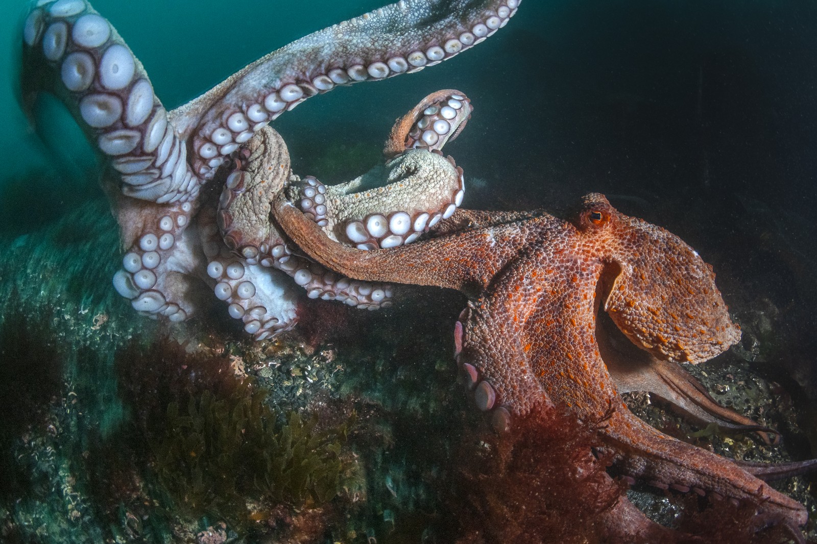 A pair of octopuses tussle on the sea floor.