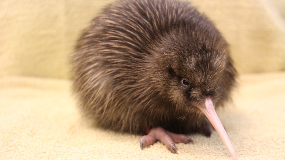 A five-day-old kiwi chick