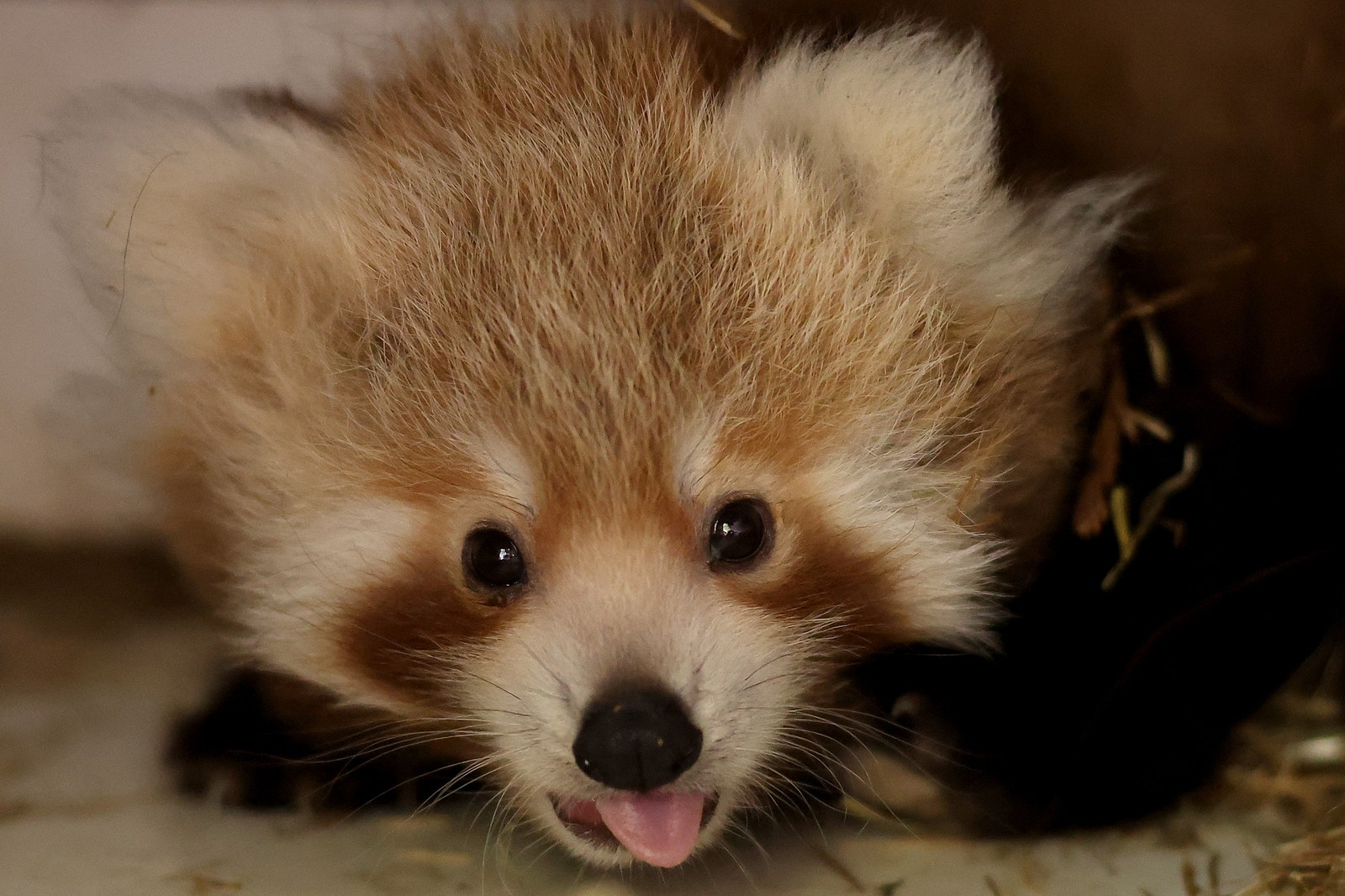 A red panda cub, with its tongue sticking out
