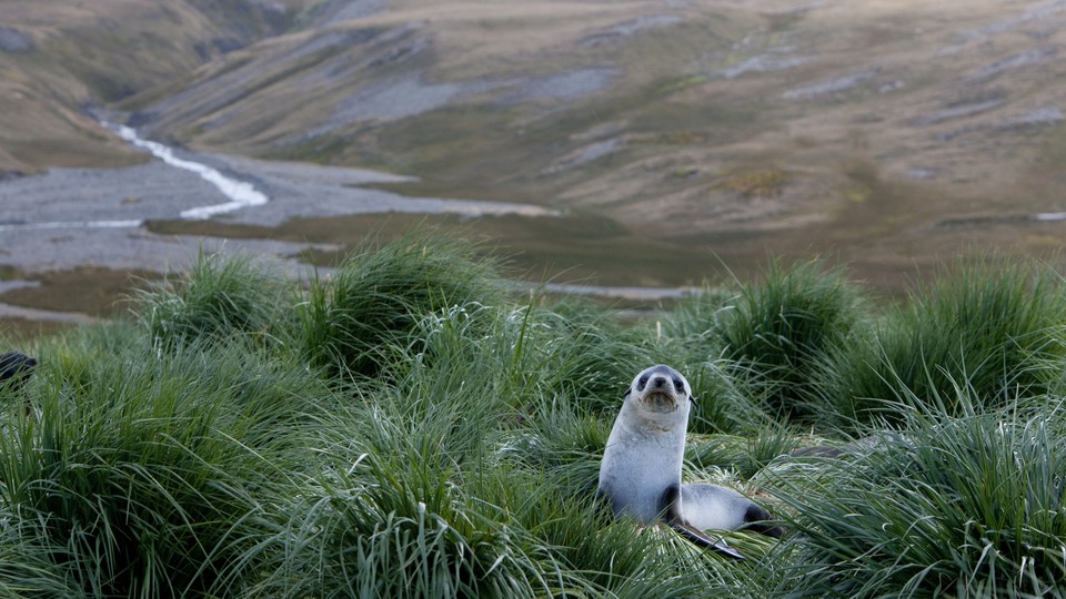 fur seal nestled in lush vegetation in Antarctica