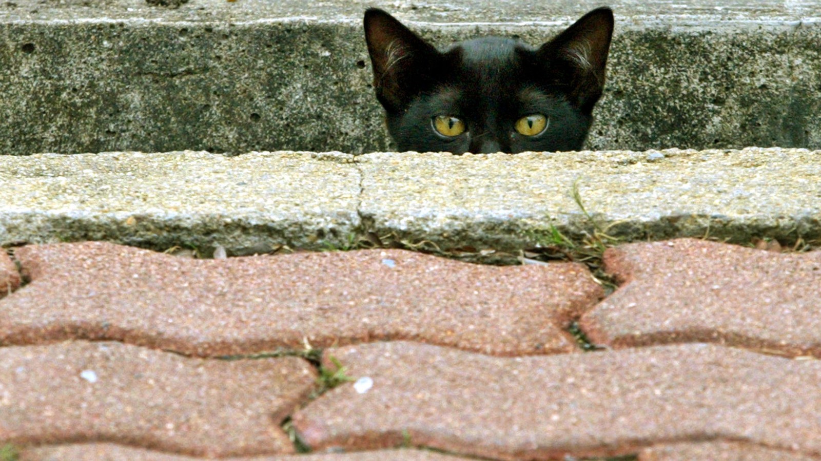 The Collar That Can Stop A Bird Killing Cat The Atlantic A lot of these kitty emotes don't even have whiskers, but their eyes and. collar that can stop a bird killing cat