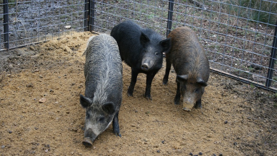 Three pigs in a pen.