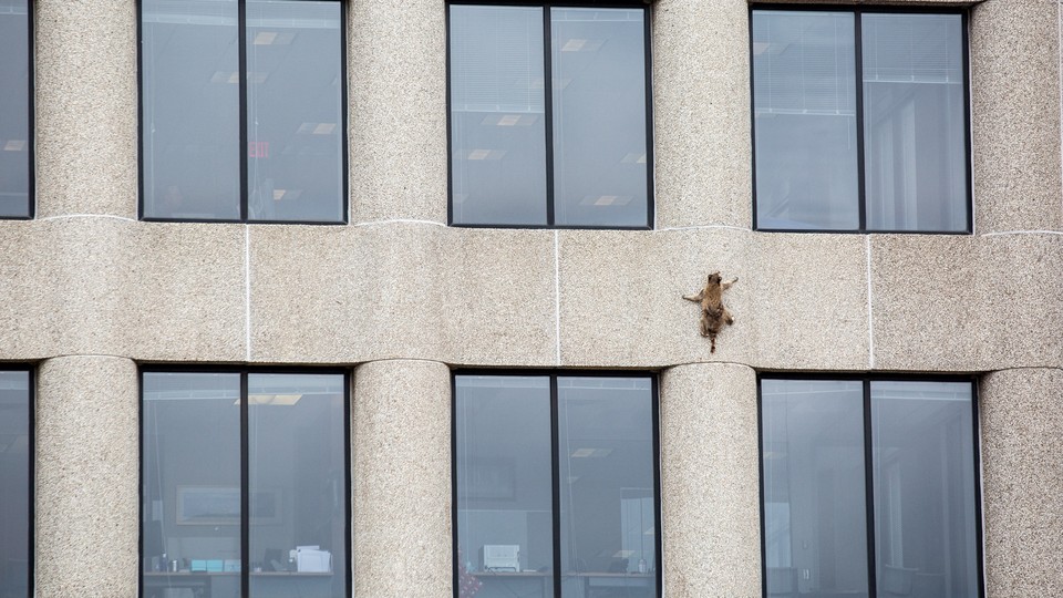 A raccoon climbs the side of a building