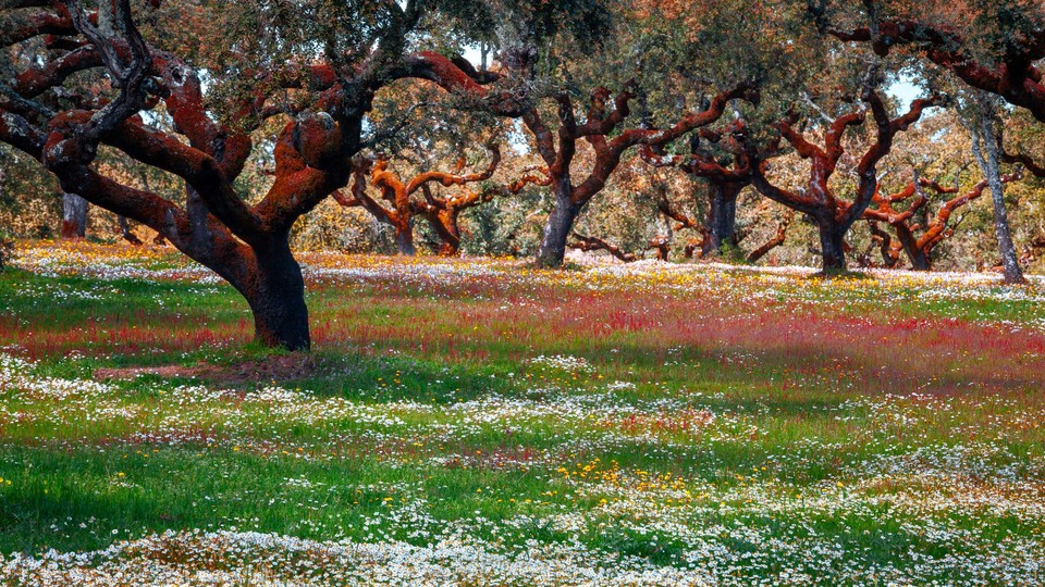 Trees in a meadow in Portugal