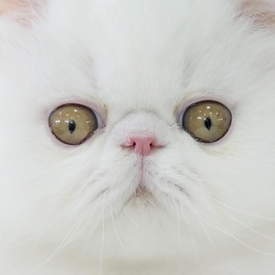 Are We Closer To Cats Or Dogs