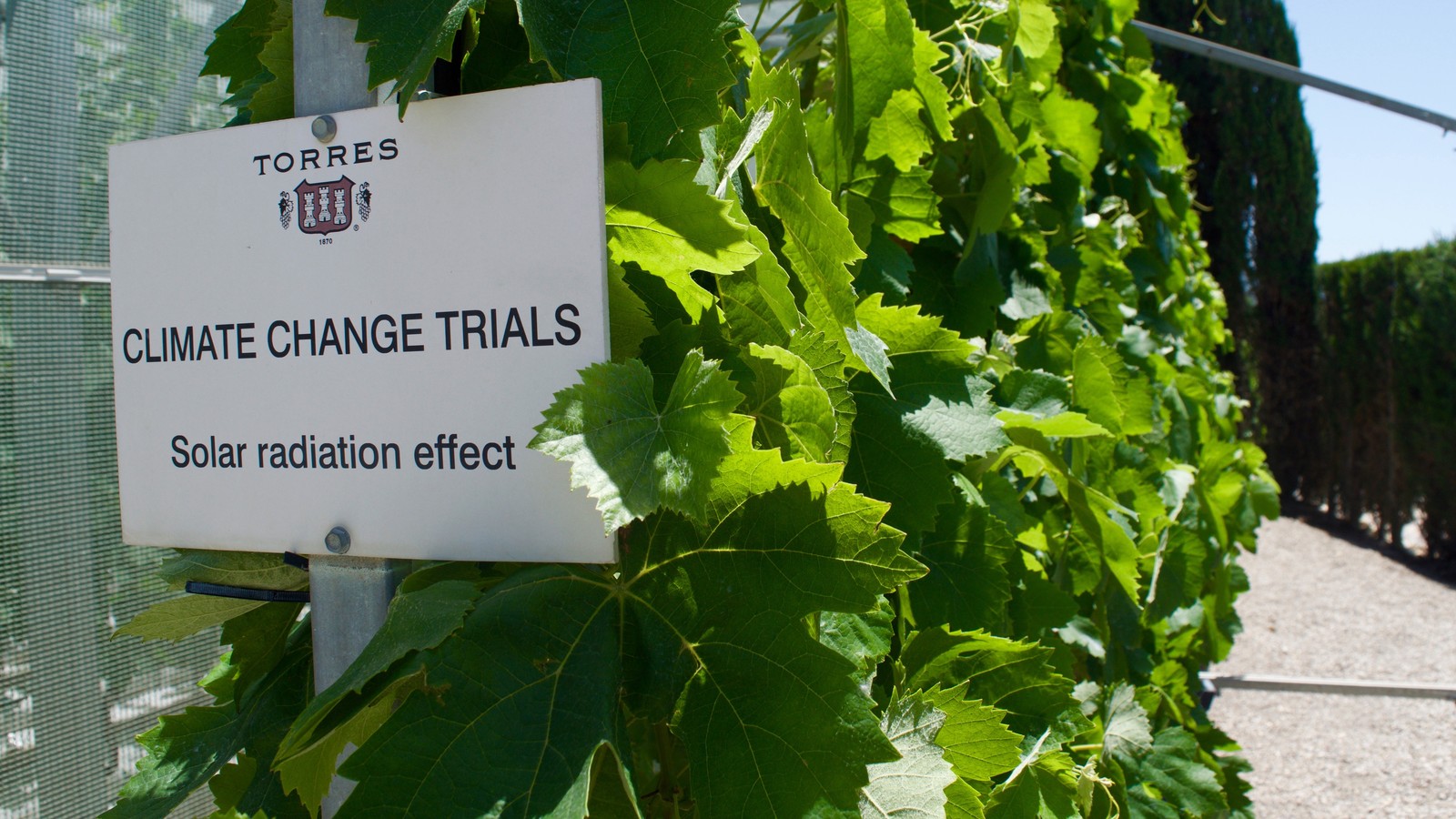 Resurrecting Ancient Wines That Can Survive Climate Change ...
