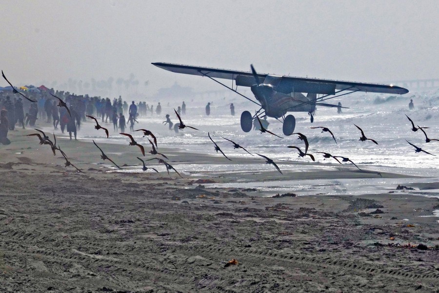 A small plane lands on a beach during an airshow as onlookers watch and birds take flight.