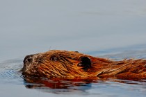 A beaver swimming