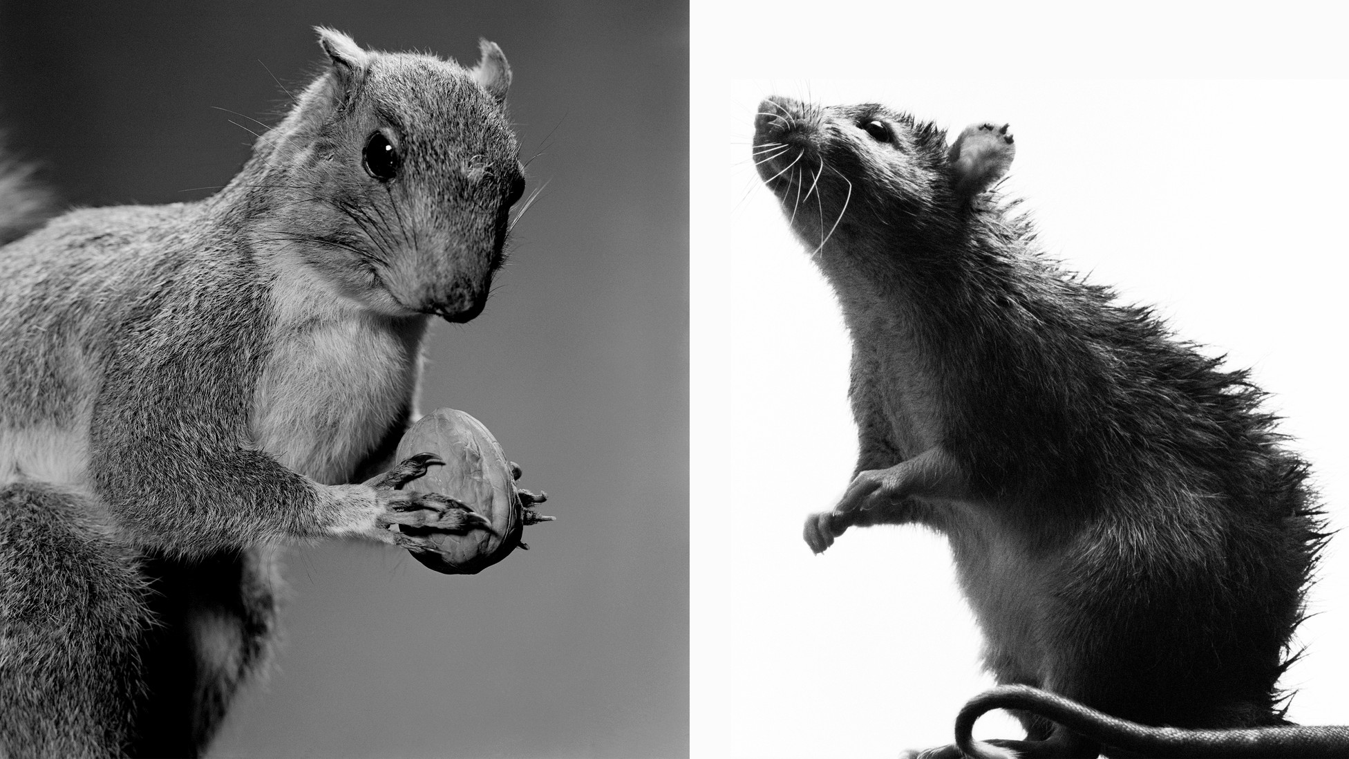Why Are Squirrels Cute and Rats Gross? The Atlantic