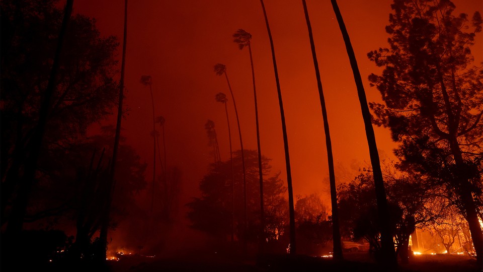 A line of palm trees against an orange sky resulting from flames along the ground in L.A.