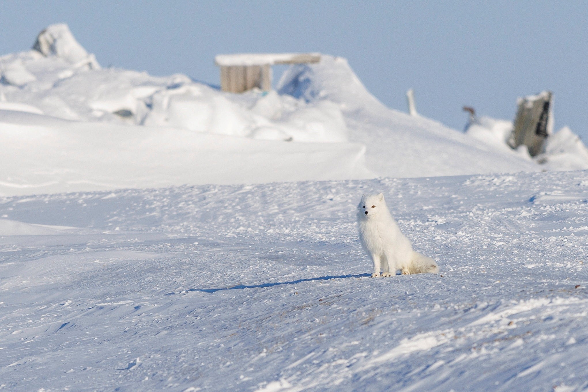 An arctic fox sits on snow-covered ground near a dump site.