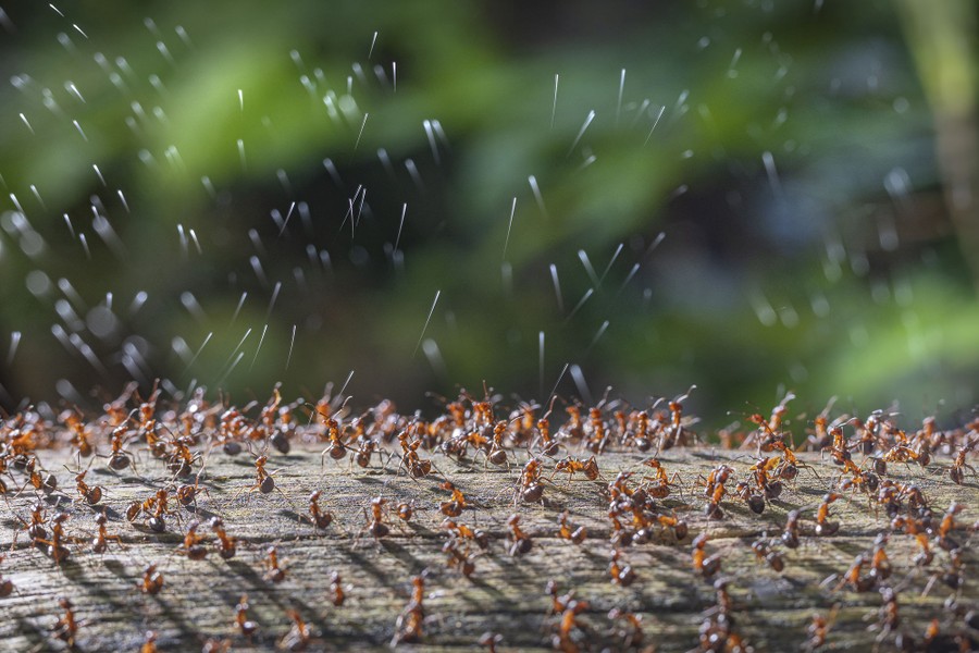 Dozens of ants sit on a log, spraying tiny jets of liquid into the air.