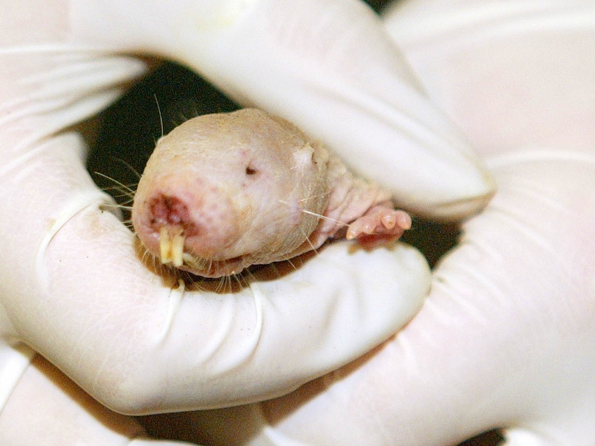 Naked Mole Rats May Communicate by Eating Poop - The Atlantic