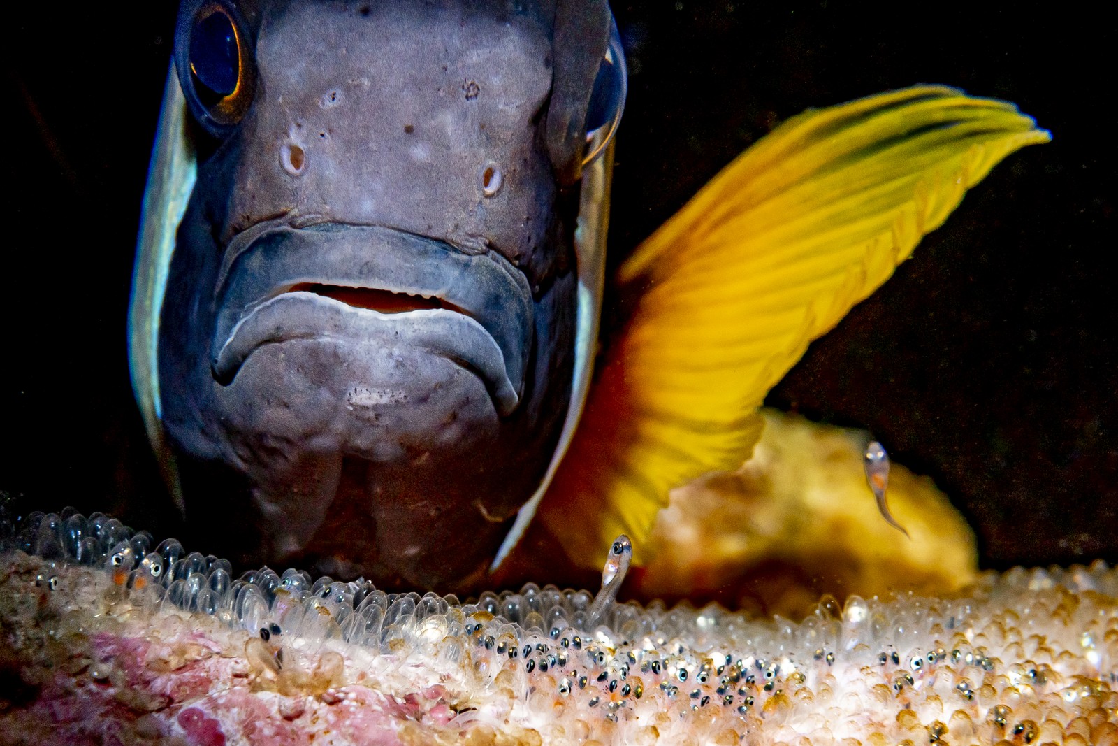 Young fish emerge from eggs, guarded by an adult fish.