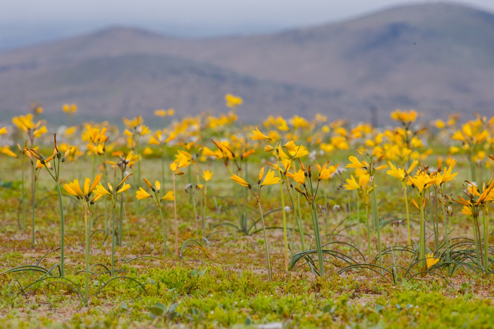 Yellow flowers, blooming in a desert