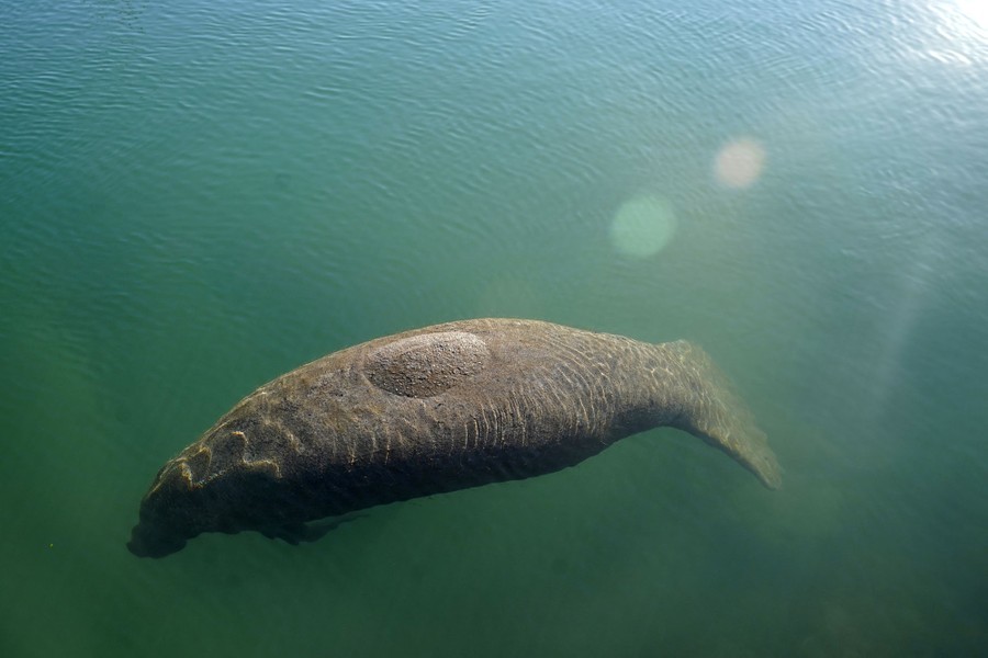 A manatee floats in blue-green water.