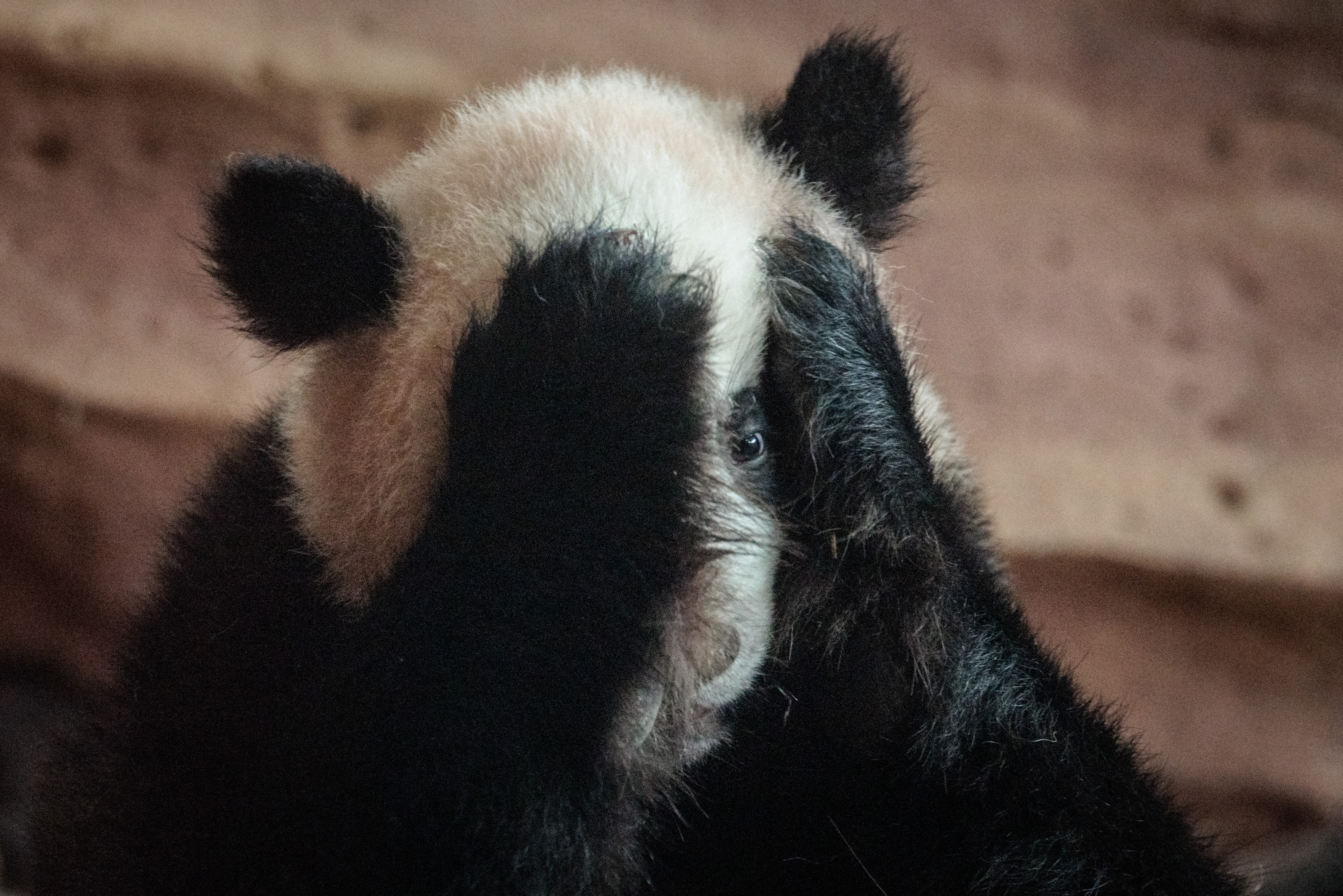 The face of a young panda cub is covered by its mother's paws.