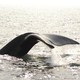 The tail of a right whale rises out of the ocean.