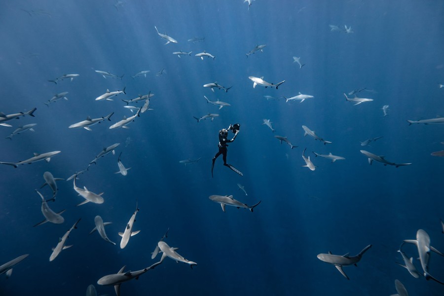 Una vista submarina de un buceador rodeado de un gran banco de tiburones