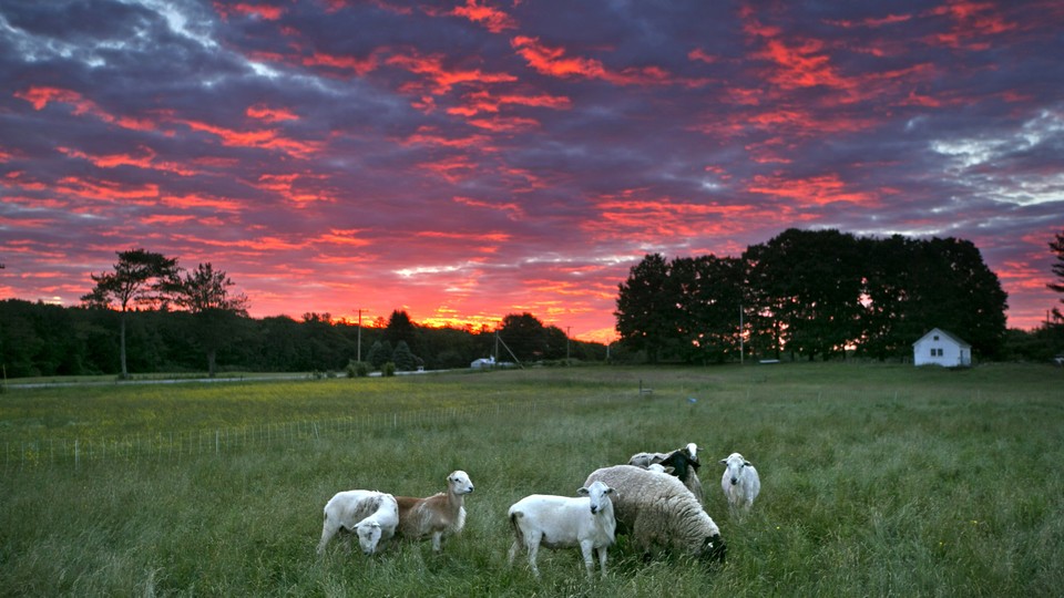Farm animals graze in the sunrise 