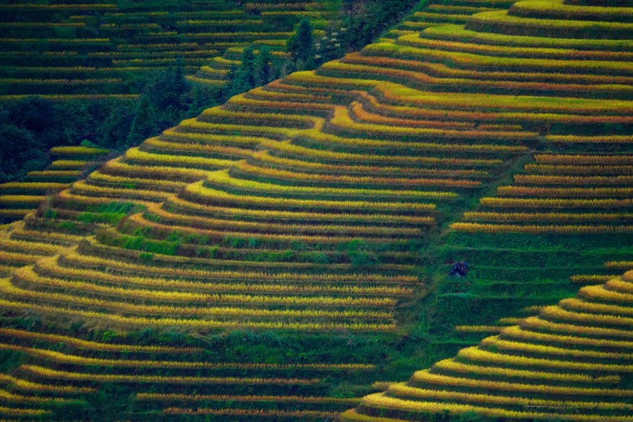 Hillsides are striped with dozens of rice terraces.