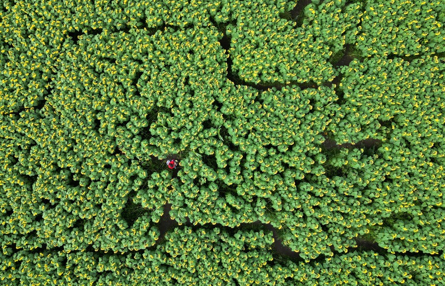 An aerial view of people walking through a maze in a sunflower field