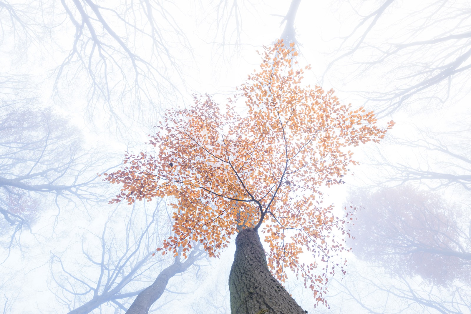Looking upward in a misty forest, with one tree holding onto its autumn-colored leaves.