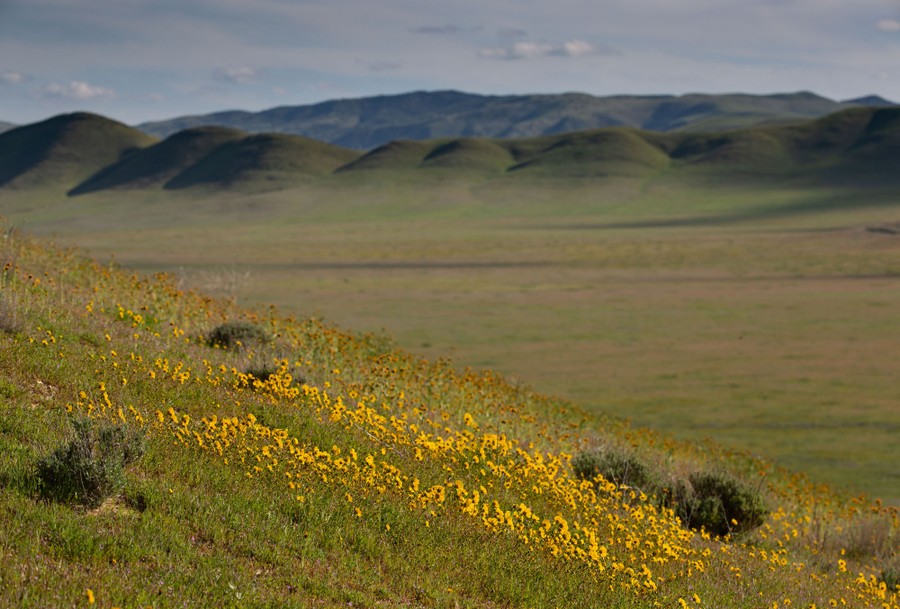 Flowers partially cover rolling hills and a broad valley.