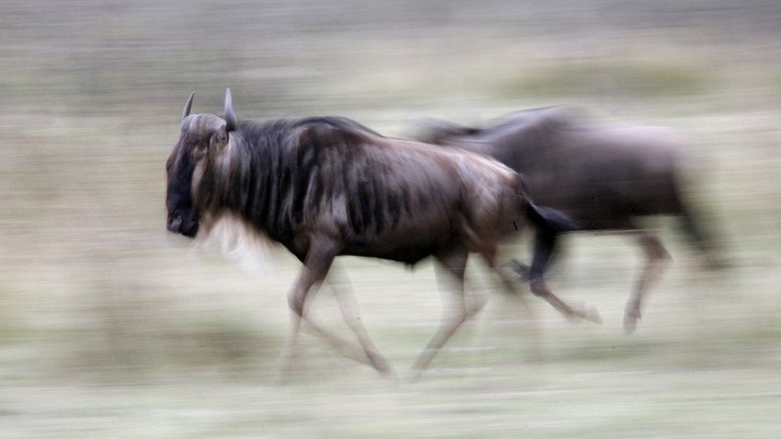 A wildebeest