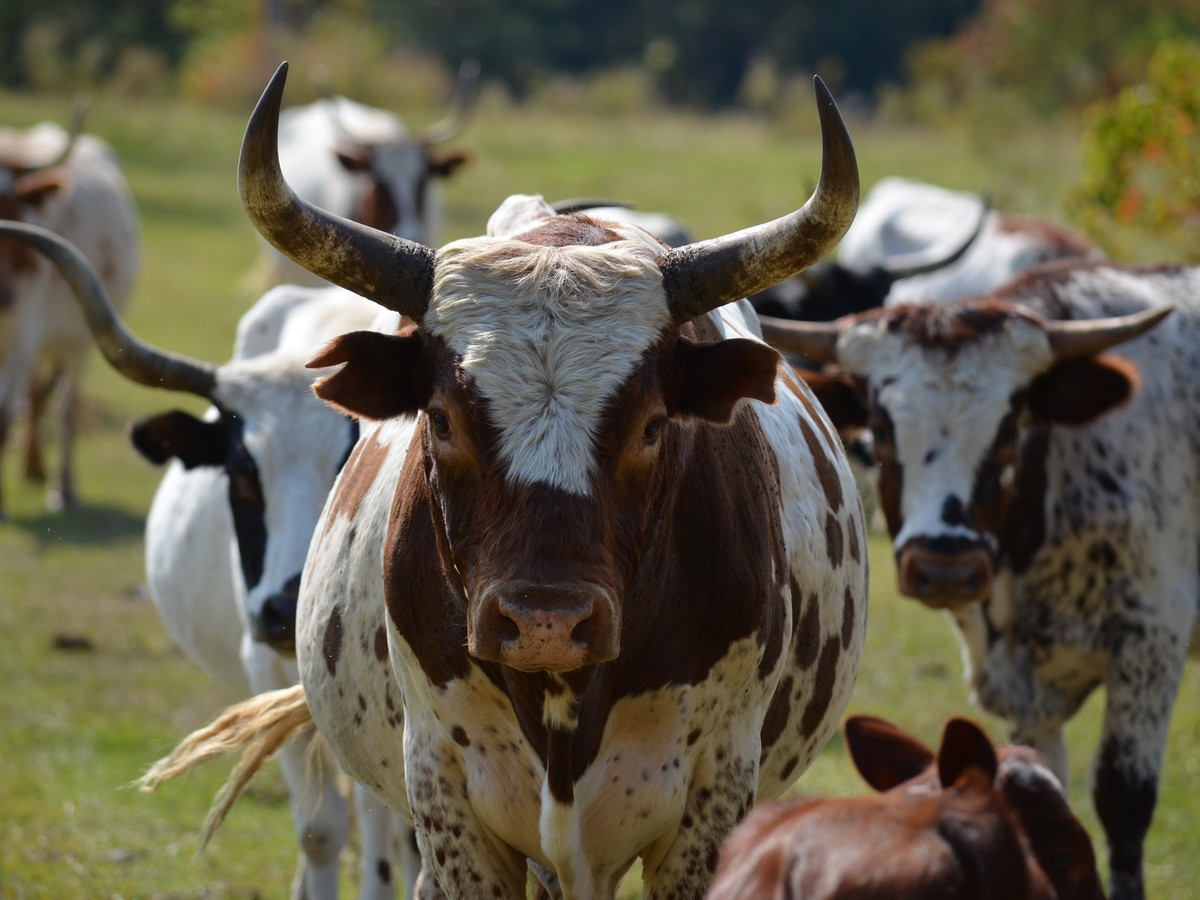 America S Disappearing Ancient Heritage Dairy Cows The Atlantic