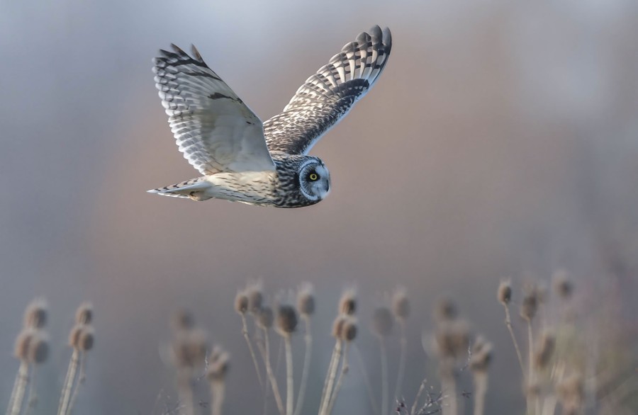 An owl flies above a field.