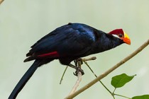 The Violet Turaco is a fruit-eating bird from West Africa with dark-blue and black feathers and an orange beak.