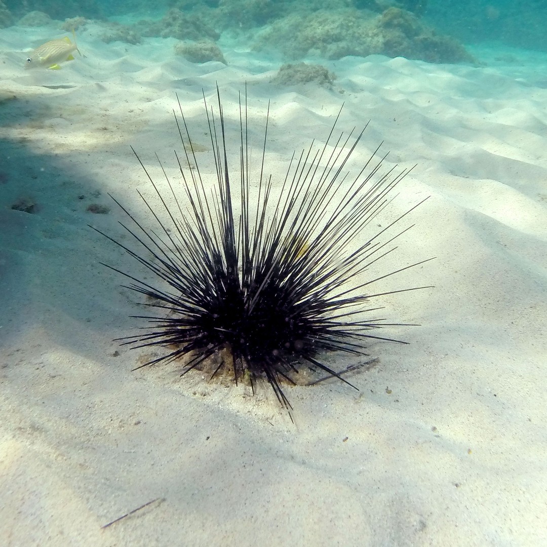 The Sea-Urchin Murderer Has Finally Been Apprehended - The Atlantic