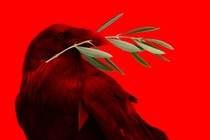 Photo illustration of a crow holding an olive branch over a deep red background.