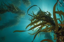 kelp in the water