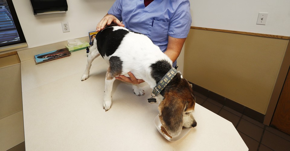 The Canine Craze for Cannabis - The Atlantic