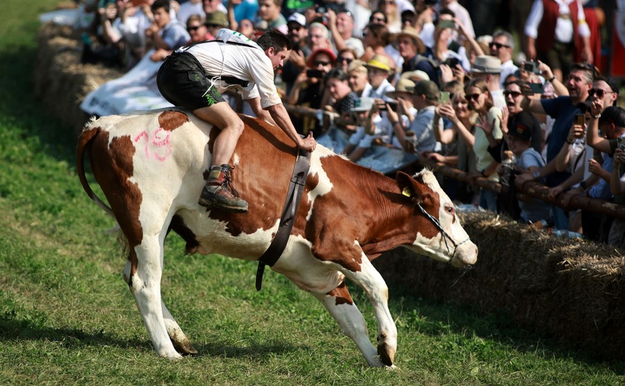 A man in traditional Bavarian costume rides on the back of a cow in front of a crowd.