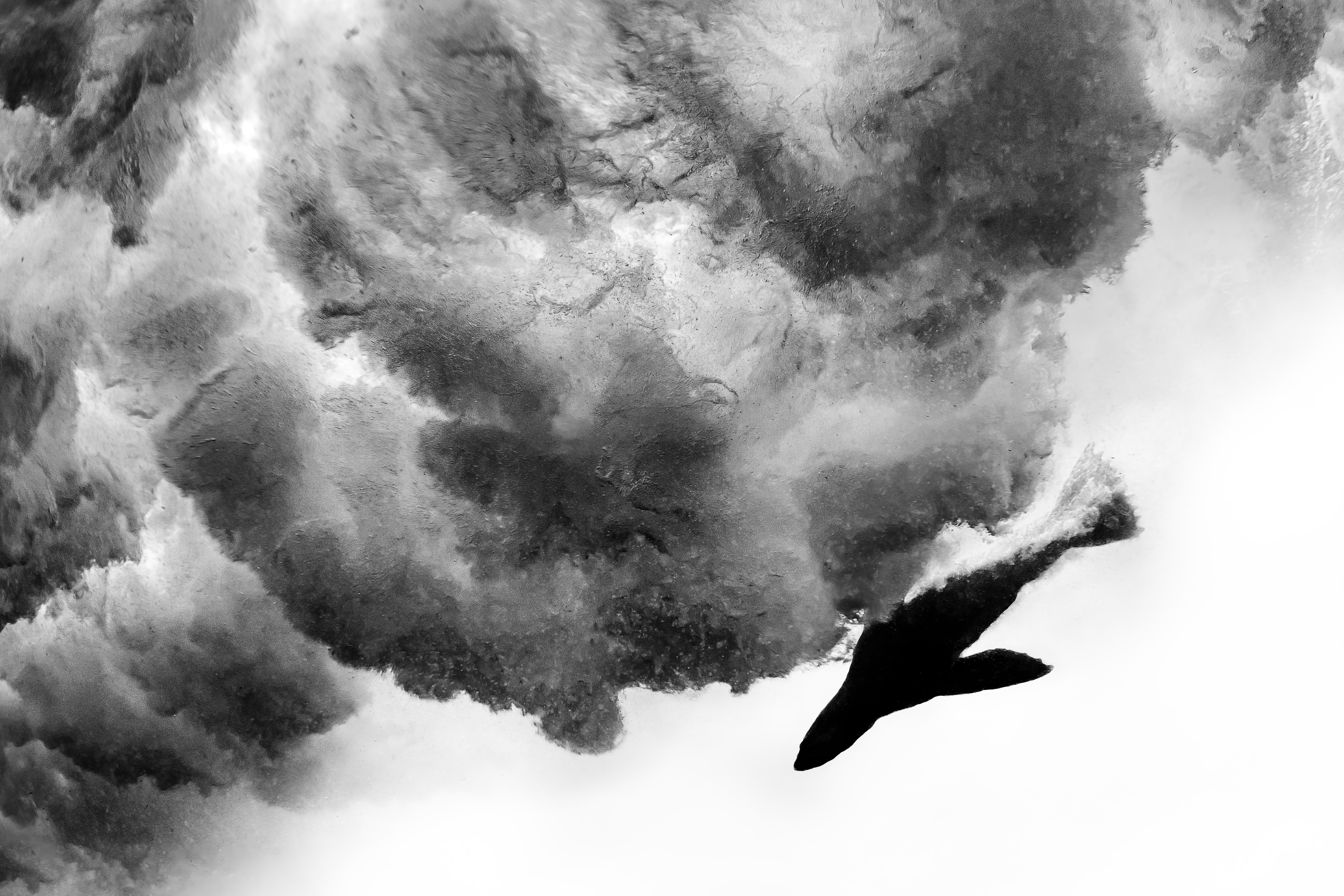 A black-and-white underwater view of a seal swimming beside turbulent water beneath a crashing wave