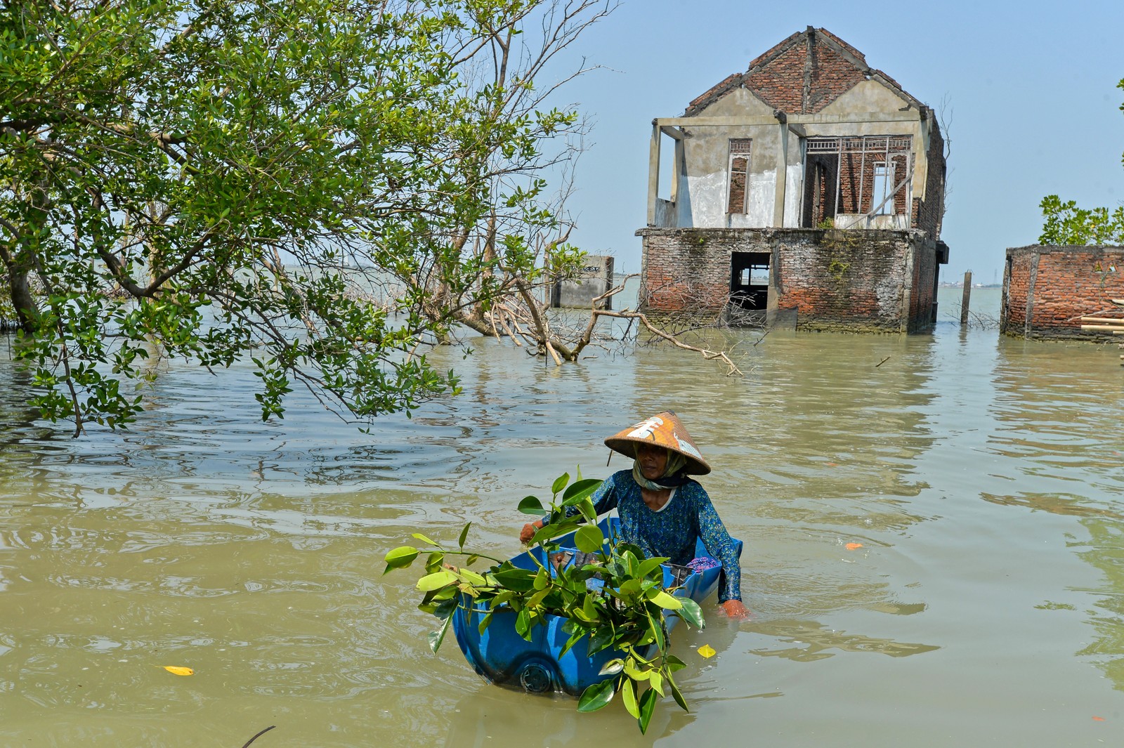 A person paddles a makeshift canoe made out of a plastic barrel, carrying mangrove seedlings.