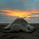 A sea turtle on a beach