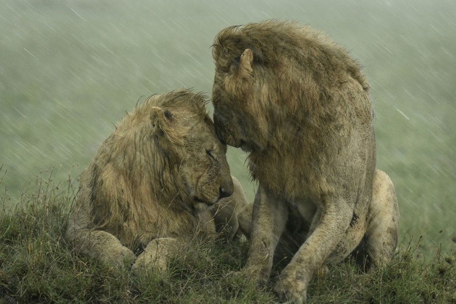 Two lions huddle close together in a field during a heavy rainstorm.