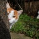 A cat hides behind a tree.