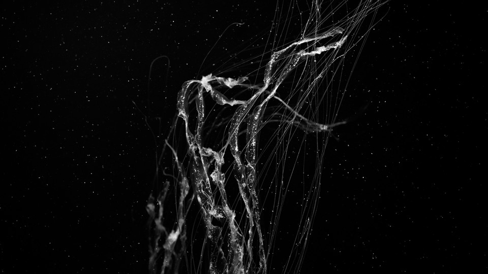 A black and white image of jellyfish tendrils