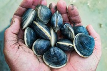 Dirty hands holding clams