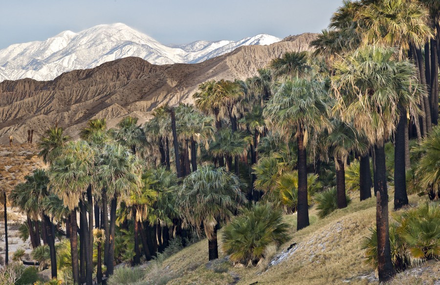 Palm trees stand before rugged mountains.