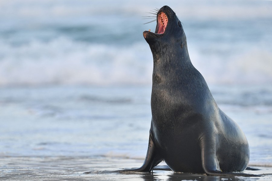 A sea lion yawns while sitting on a beach.